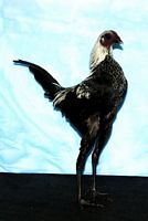 Best Modern, Best Bantam Hardfeather, Reserve Best in Show, owned by Stuart Gamble, photo courtesy Jed Dwight